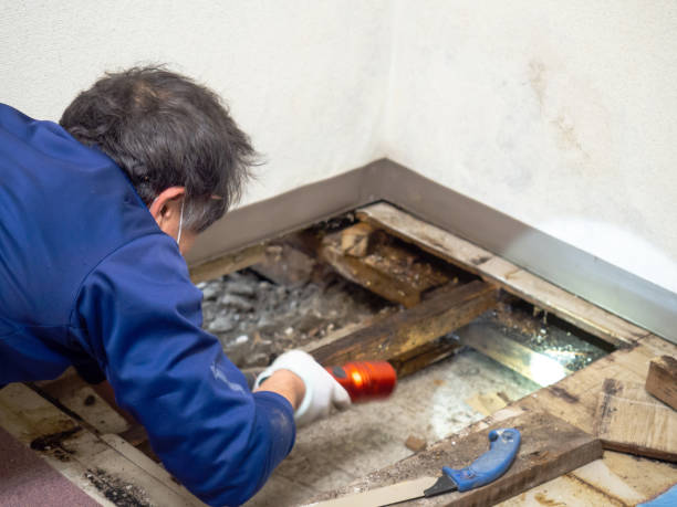 Best Same-Day Mold Removal  in Evansville, IN
