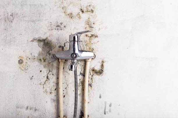 Best Residential Mold Removal  in Evansville, IN