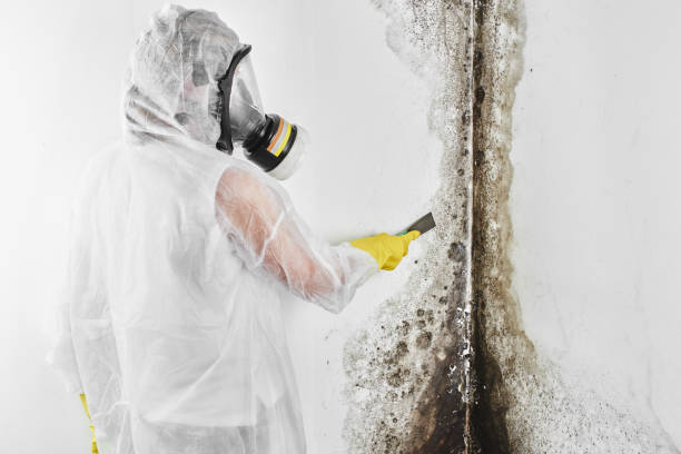 Best Emergency Mold Removal  in Evansville, IN