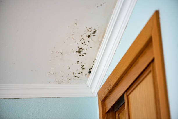 Best Mold Remediation  in Evansville, IN
