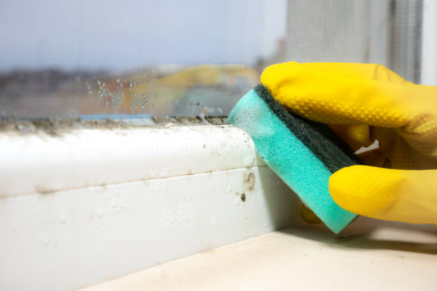 Best Certified Mold Removal  in Evansville, IN