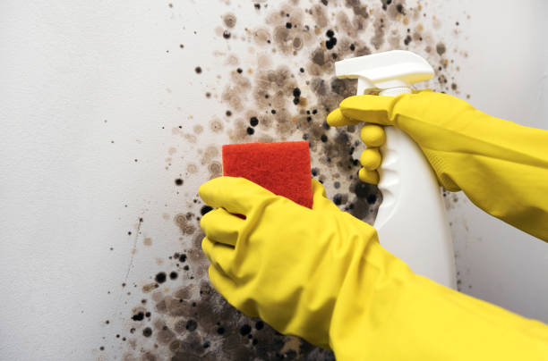 Best Professional Mold Removal  in Evansville, IN