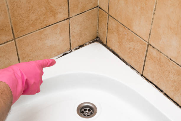 Best Local Mold Removal Service  in Evansville, IN